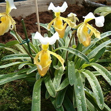 Paphiopedilum barbigerum unspecified picture