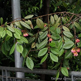 Aceratium ferrugineum unspecified picture