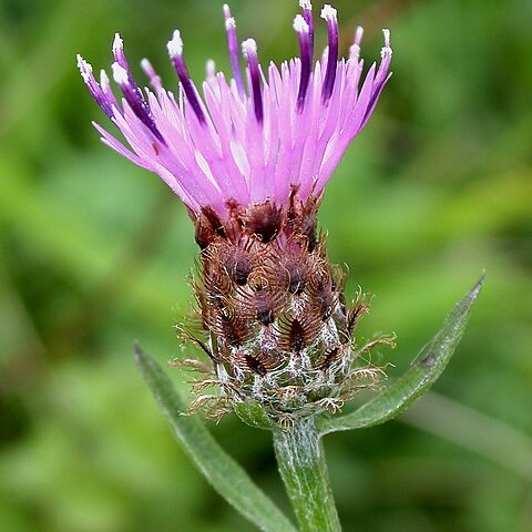 Centaurea debeauxii unspecified picture