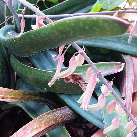 Gasteria pendulifolia unspecified picture