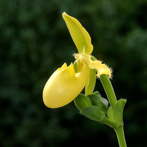 Paphiopedilum primulinum var. primulinum unspecified picture