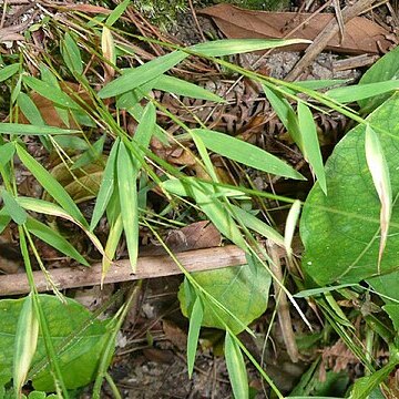 Pogonatherum crinitum unspecified picture