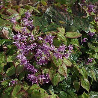 Epimedium sempervirens var. rugosum unspecified picture