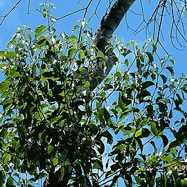 Cordia acutifolia unspecified picture