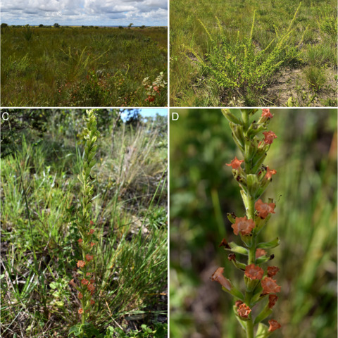 Stachytarpheta longespicata unspecified picture