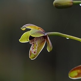 Cymbidium hartinahianum unspecified picture