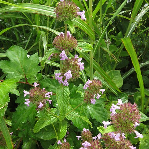 Clinopodium chinense subsp. grandiflorum unspecified picture