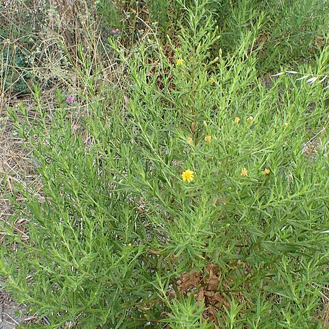 Dittrichia viscosa subsp. angustifolia unspecified picture