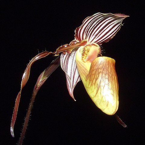 Paphiopedilum glanduliferum unspecified picture