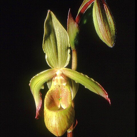 Phragmipedium lindleyanum unspecified picture