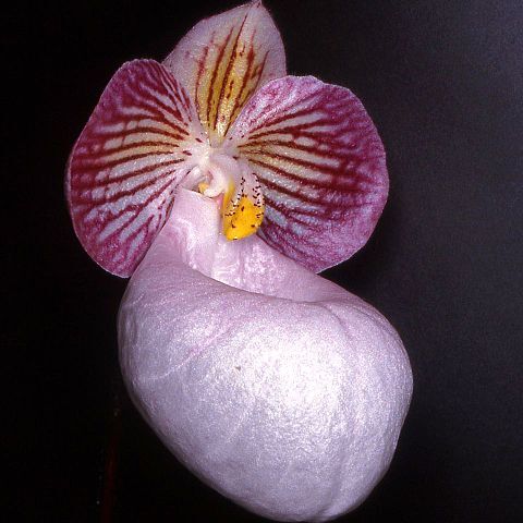 Paphiopedilum micranthum unspecified picture