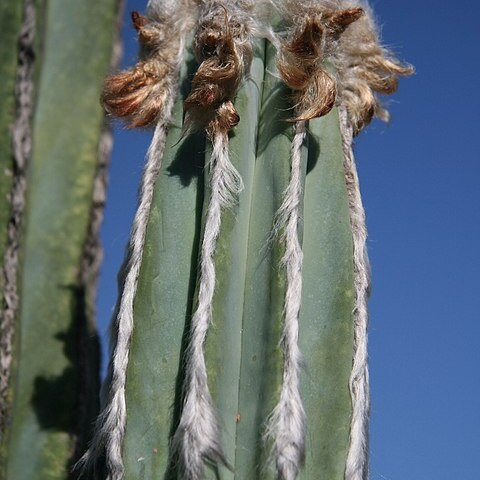 Pilosocereus hermii unspecified picture