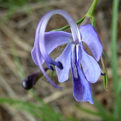 Rotheca hirsuta unspecified picture