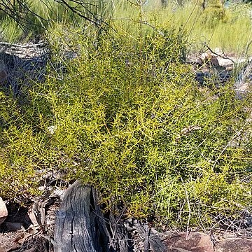 Apatophyllum teretifolium unspecified picture