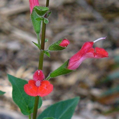 Salvia blepharophylla unspecified picture