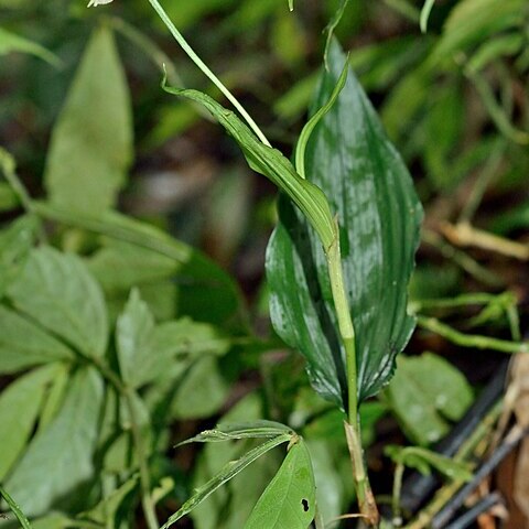 Tropidia nipponica unspecified picture