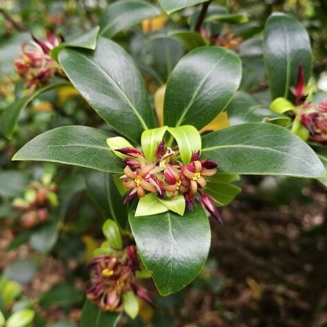 Pittosporum cornifolium unspecified picture