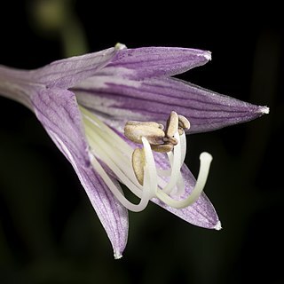 Hosta pulchella unspecified picture