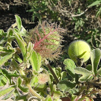 Passiflora arida unspecified picture