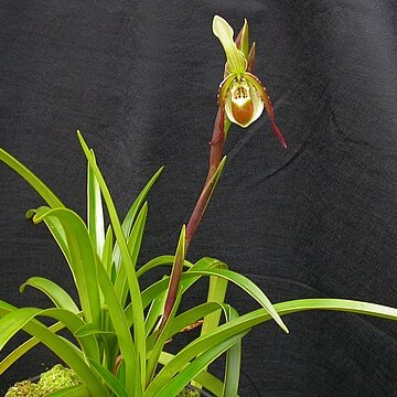 Phragmipedium vittatum unspecified picture