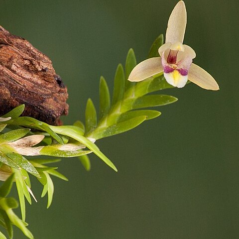 Bromheadia brevifolia unspecified picture