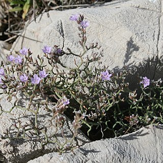 Limonium cancellatum unspecified picture