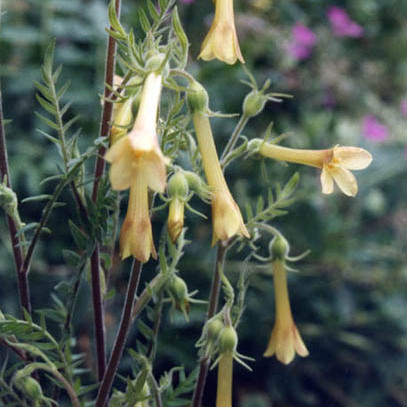 Polemonium pauciflorum unspecified picture