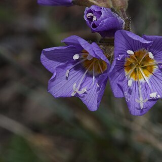 Polemonium pulcherrimum unspecified picture