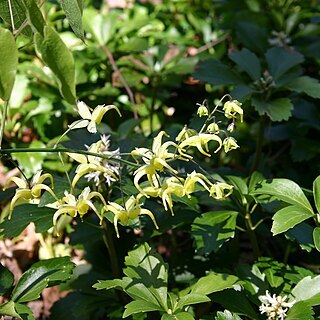 Epimedium lishihchenii unspecified picture