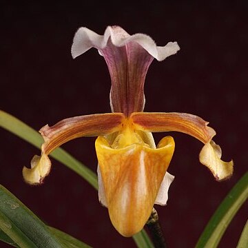 Paphiopedilum vejvarutianum unspecified picture