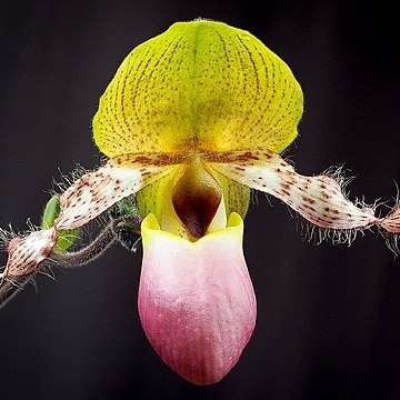 Paphiopedilum moquetteanum unspecified picture