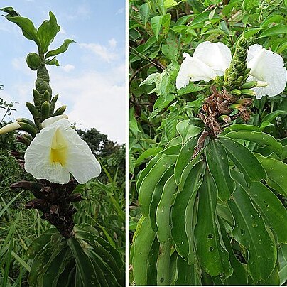 Dimerocostus unspecified picture