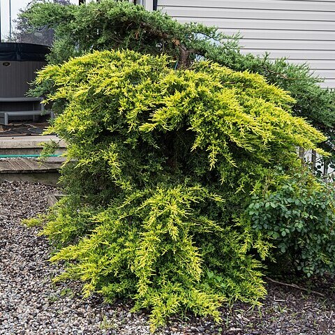 Juniperus x pfitzeriana unspecified picture