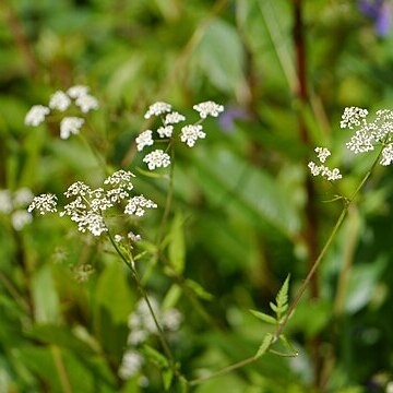 Chaerophyllum reflexum unspecified picture