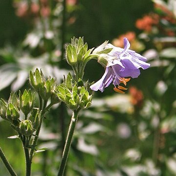 Polemonium kiushianum unspecified picture