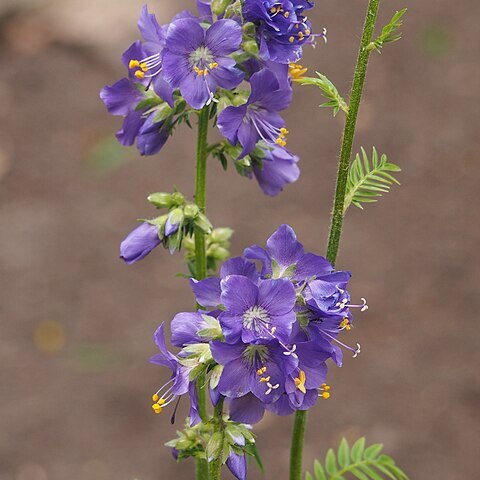 Polemonium caucasicum unspecified picture