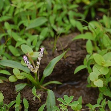 Aponogeton satarensis unspecified picture