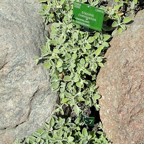 Stachys chrysantha unspecified picture