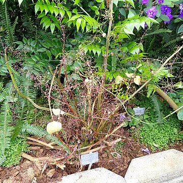 Plectranthus welwitschii unspecified picture