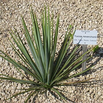 Yucca reverchonii unspecified picture