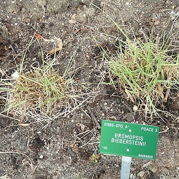 Bromus biebersteinii unspecified picture