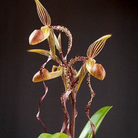 Paphiopedilum sanderianum unspecified picture