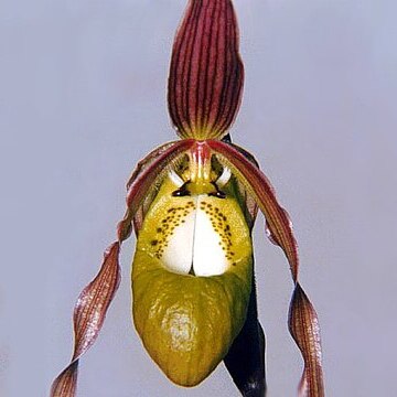 Phragmipedium klotzschianum unspecified picture