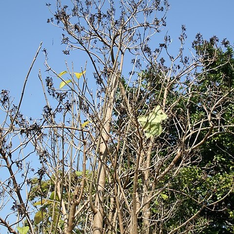 Clerodendrum minahassae unspecified picture