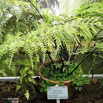 Asplenium bullatum unspecified picture