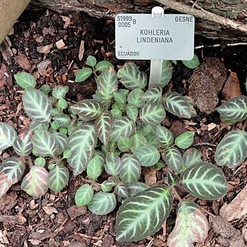 Gloxinella lindeniana unspecified picture