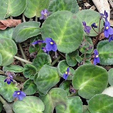 Streptocarpus brevipilosus unspecified picture