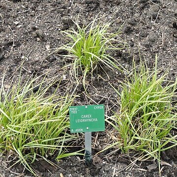 Carex leiorhyncha unspecified picture