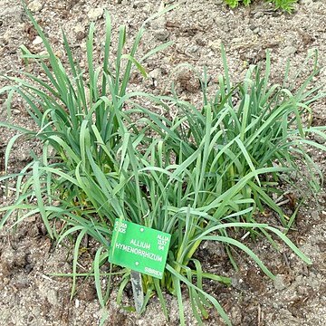 Allium hymenorrhizum unspecified picture