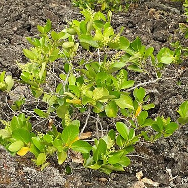 Griselinia lucida unspecified picture